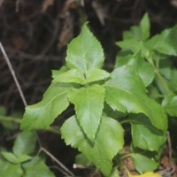 Wollastonia biflora (L.) DC.